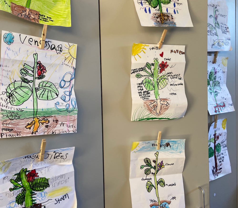 The garden project classroom drawings at SFC